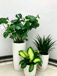 慈溪花木租摆推荐-海曙花卉租赁经营模式-宁波绿植店-杭州湾绿植租赁保证金