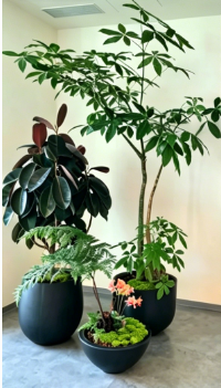 北仑办公室植物租赁基础知识大全，快速掌握